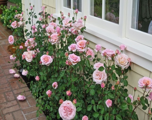 Mehren roses